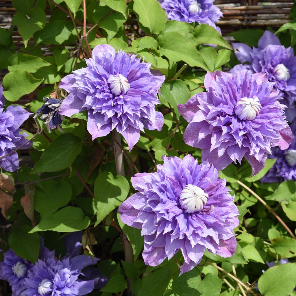 Clématite - Clematis Multi Blue