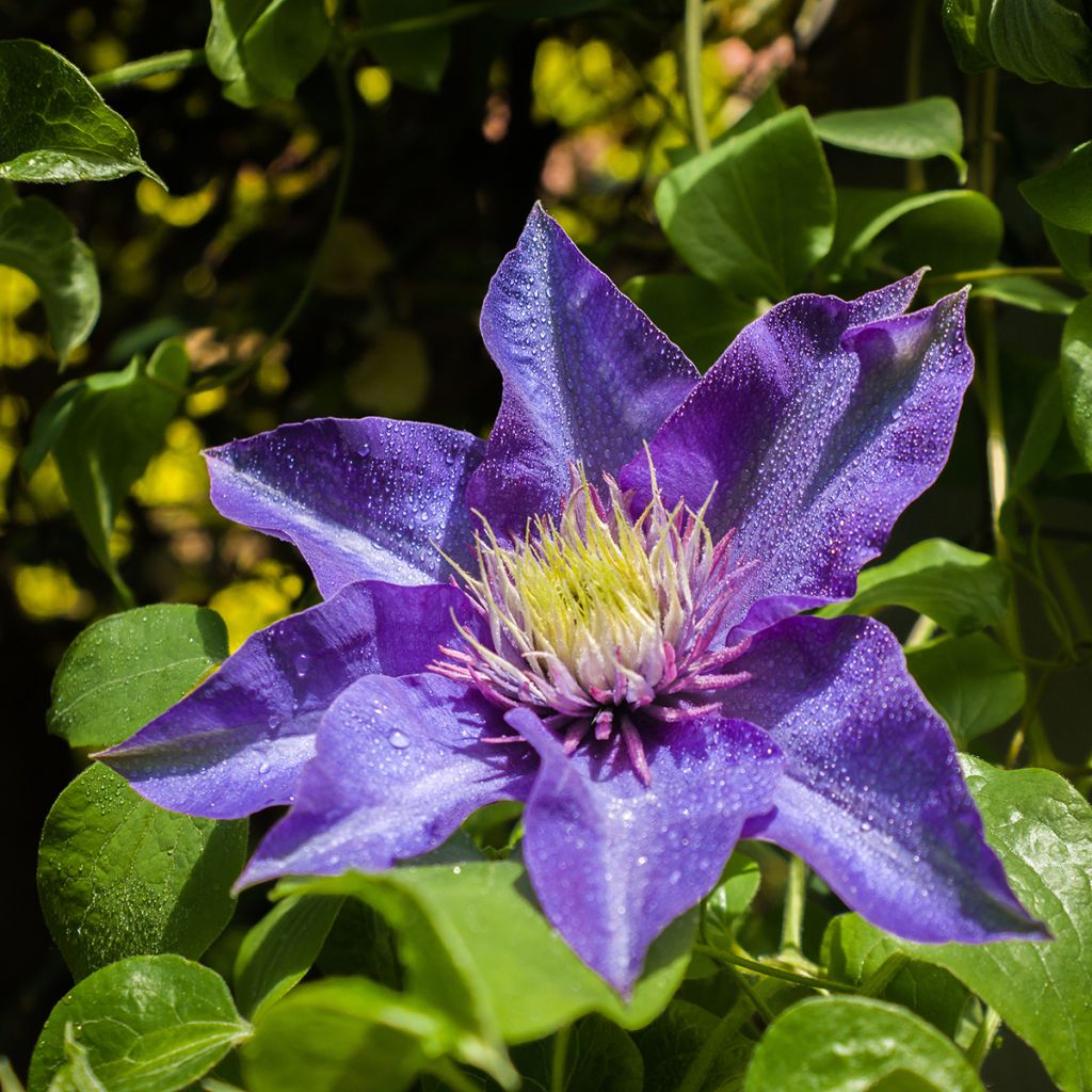 Clématite - Clematis Multi Blue