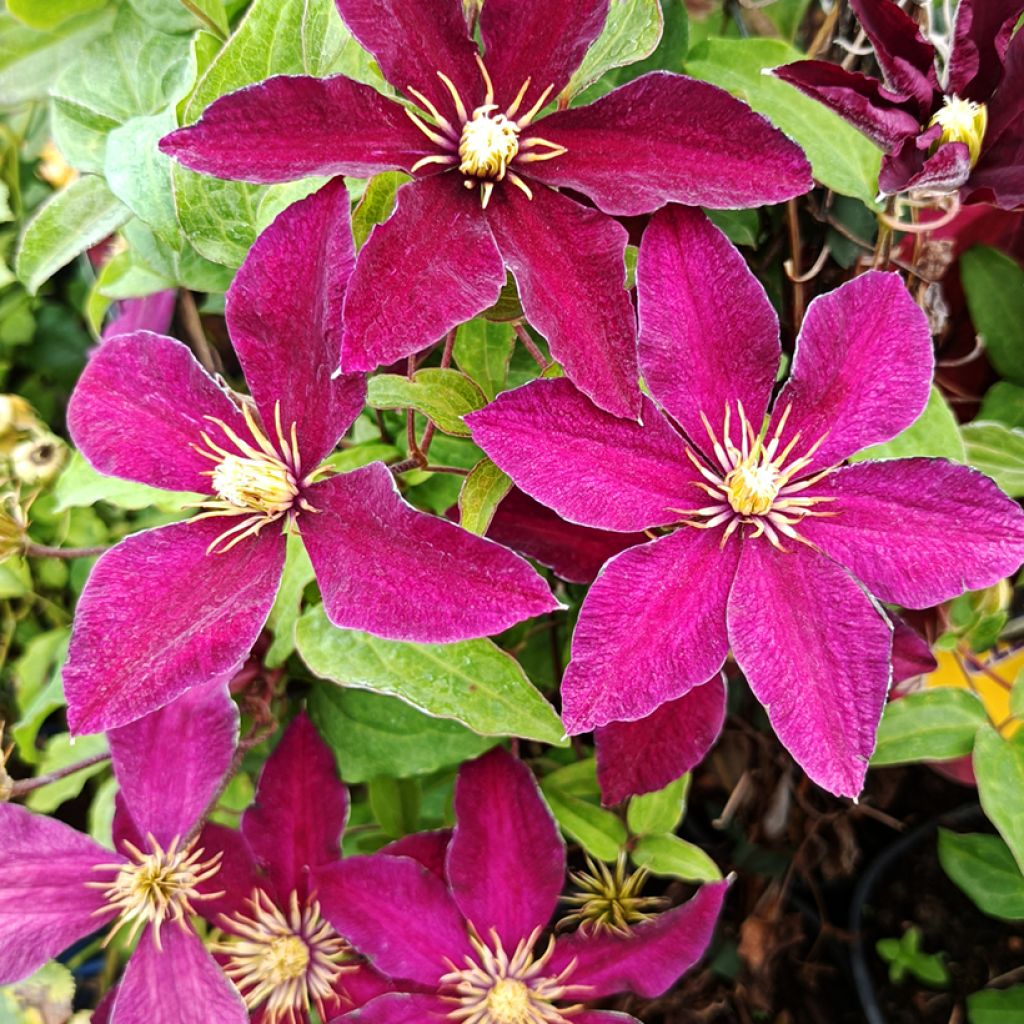 Clématite - Clematis Niobe