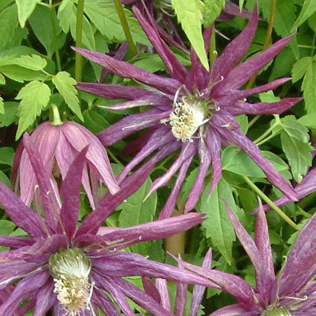 Clématite - Clematis Octopus