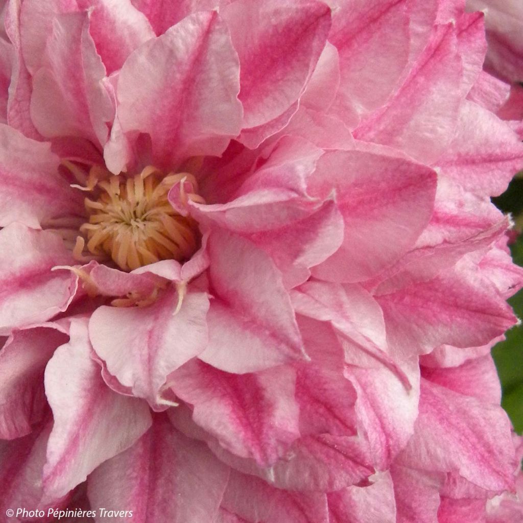 Clématite - Clematis Patricia Ann Fretwell 