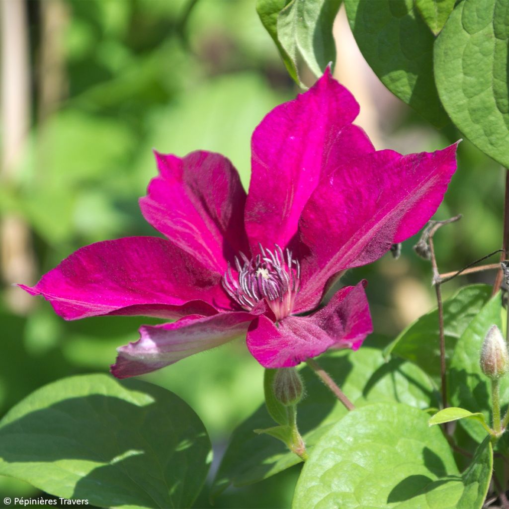 Clématite - Clematis Perida