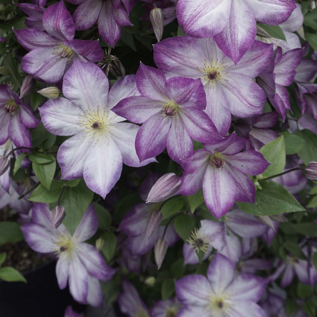 Clématite -Clematis Pernille