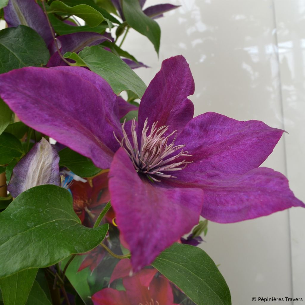 Clématite - Clematis Picardy