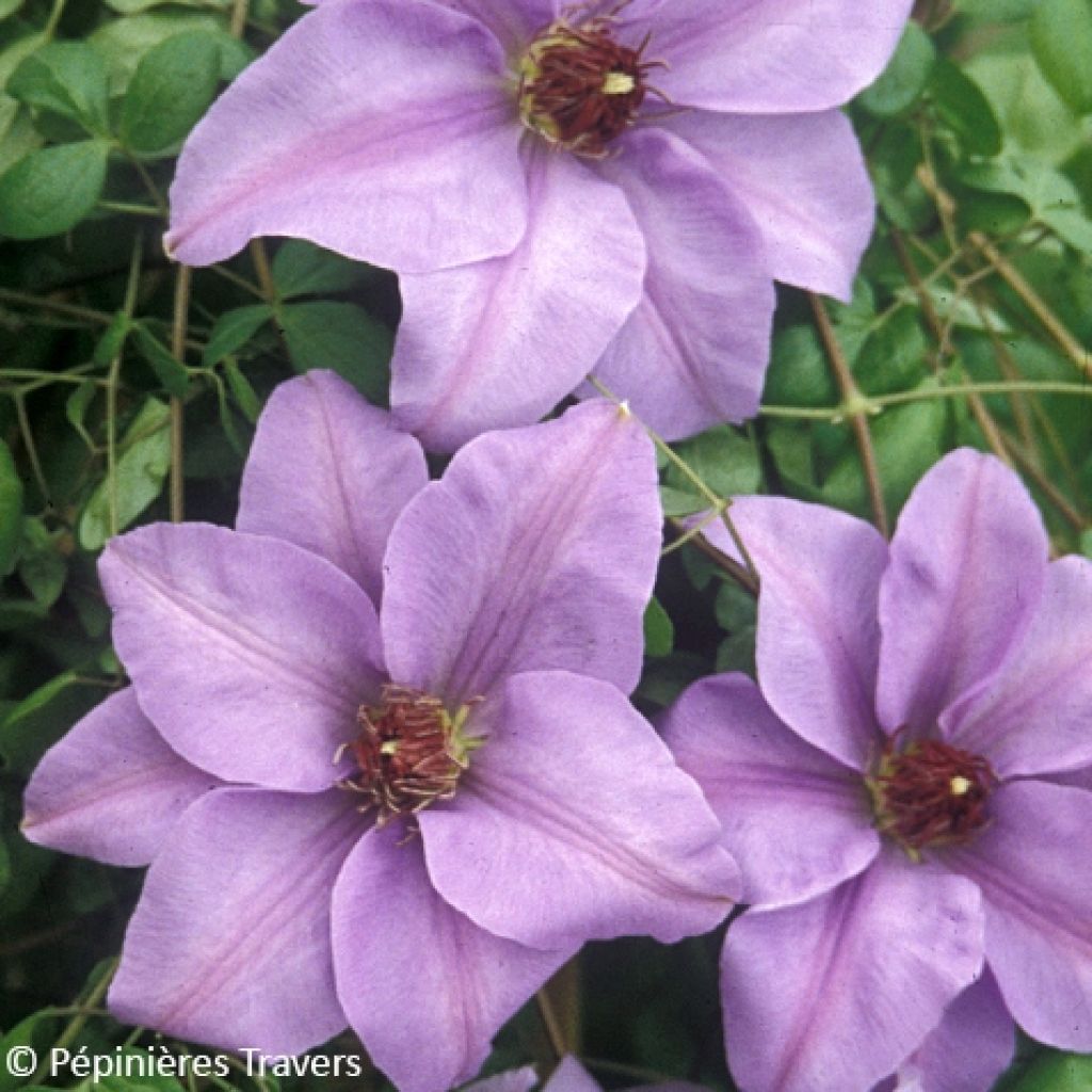 Clématite - Clematis Ramona