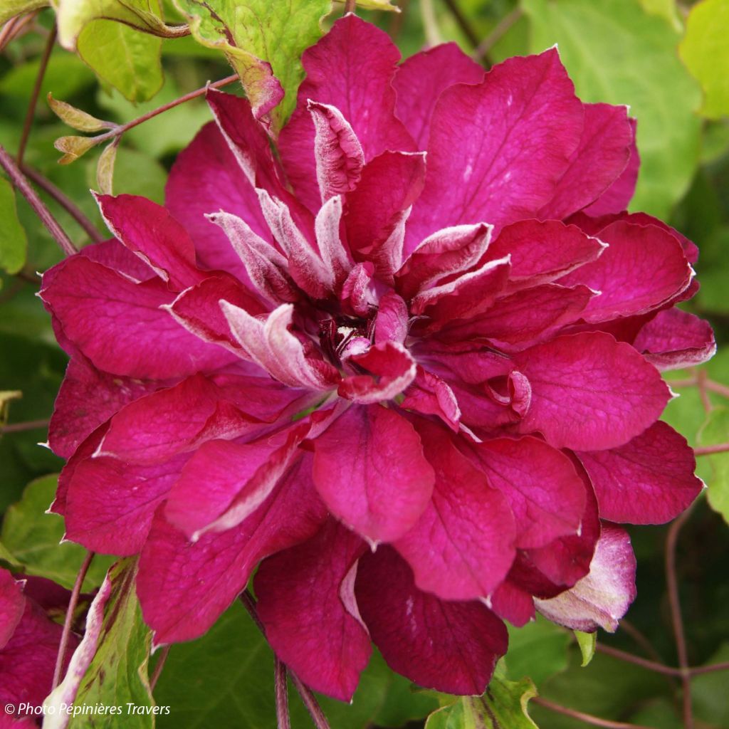 Clématite - Clematis Red Passion