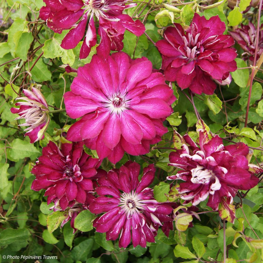 Clématite - Clematis Red Passion