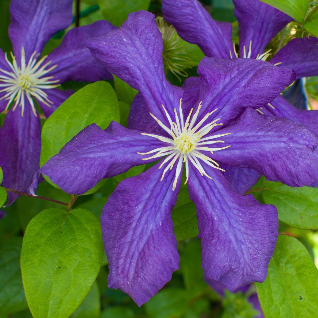 Clématite - Clematis Rhapsody livré en hauteur 90/120 cm en pot de 1,5l/2l