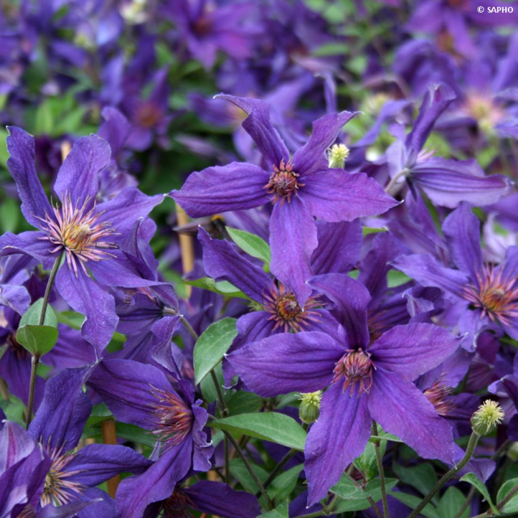 Clématite Saphyra Violetta