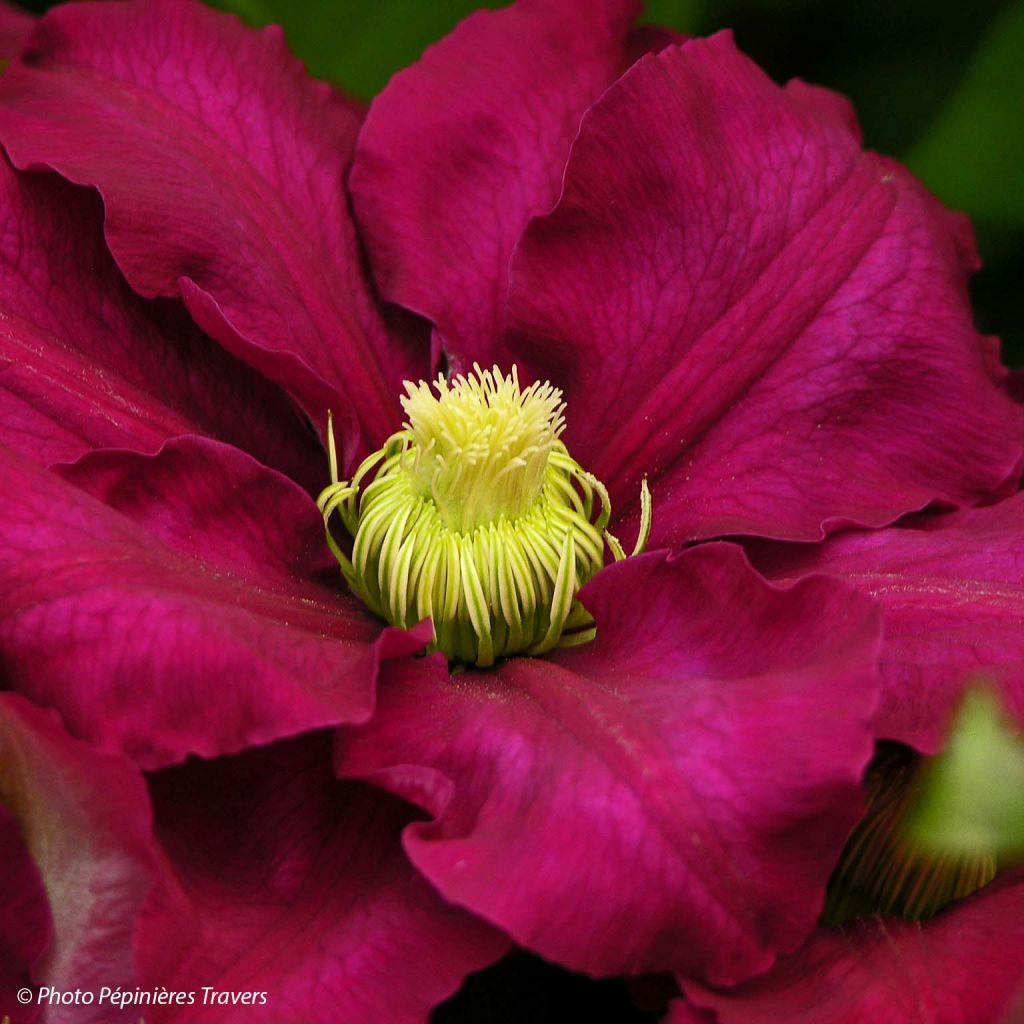 Clématite - Clematis SUCCESS Magenta