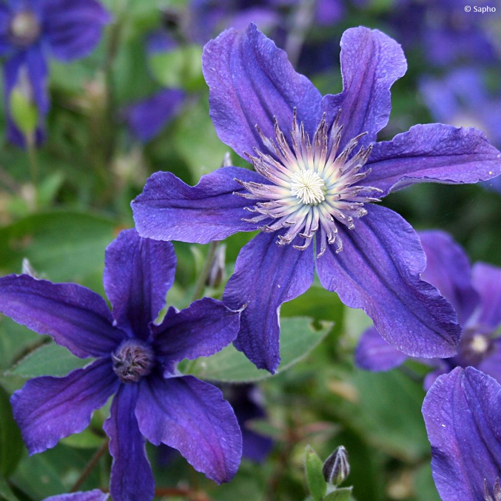 Clématite - Clematis Saphyra Indigo