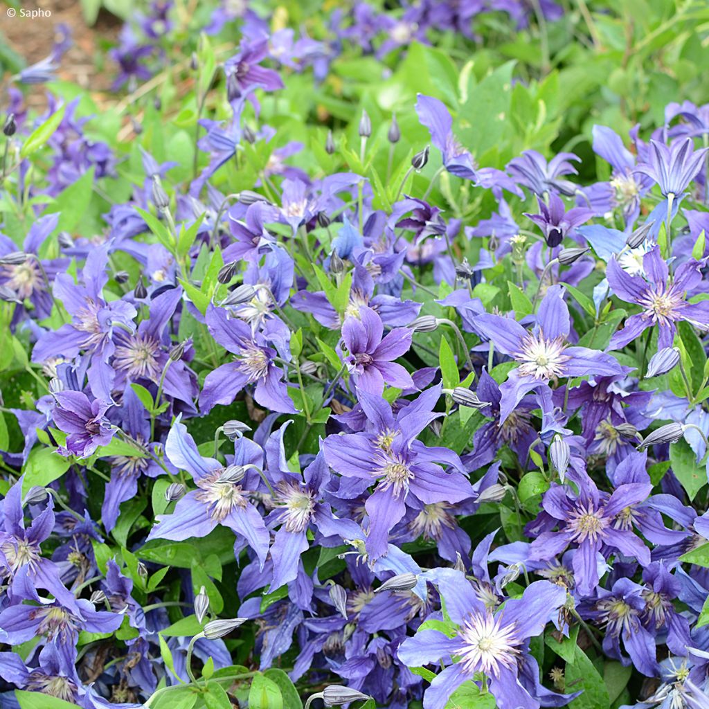 Clématite - Clematis Saphyra Indigo