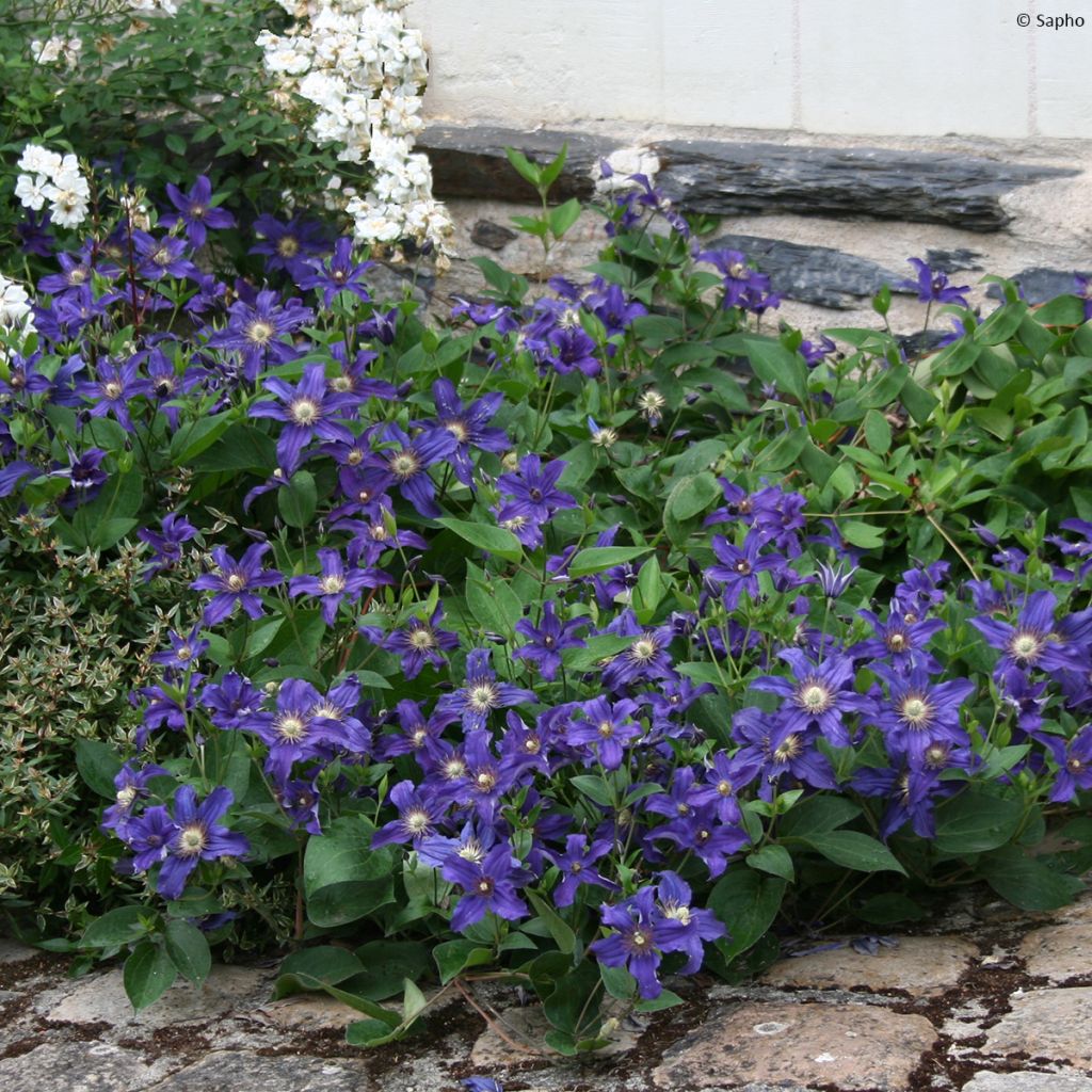 Clématite - Clematis Saphyra Indigo