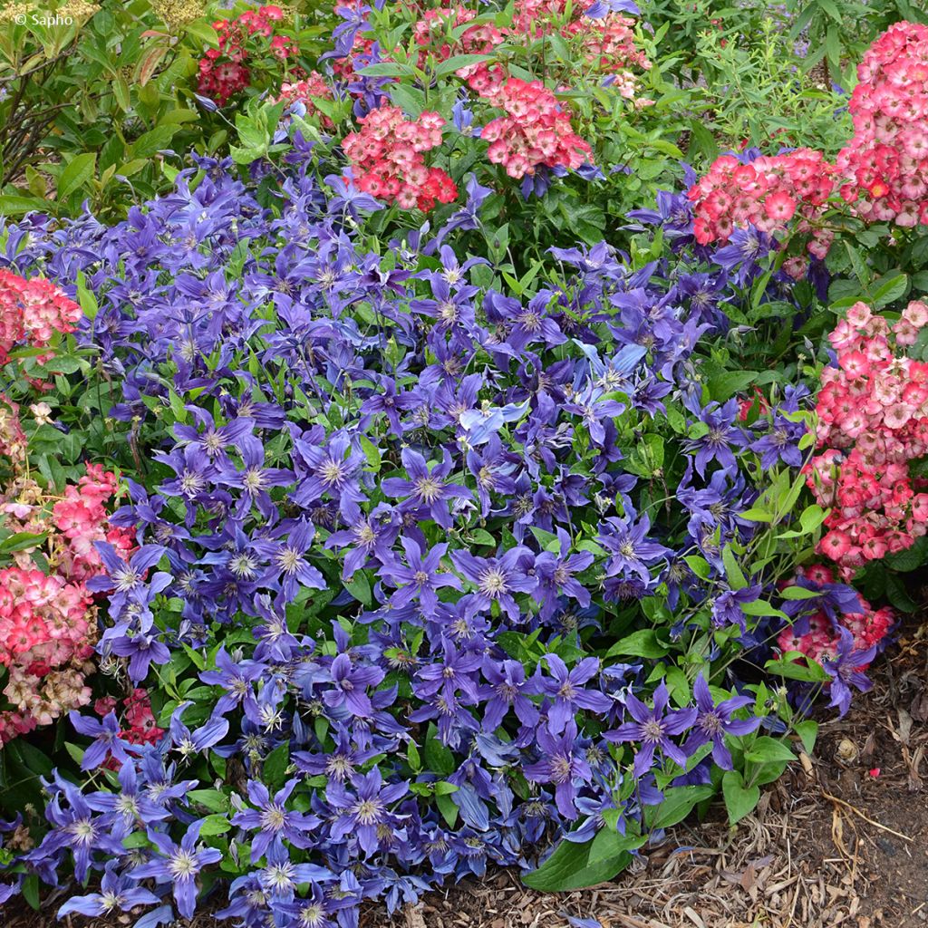 Clématite - Clematis Saphyra Indigo