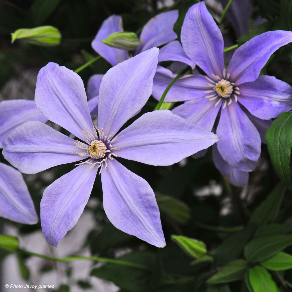 Clématite - Clematis Scented Clem