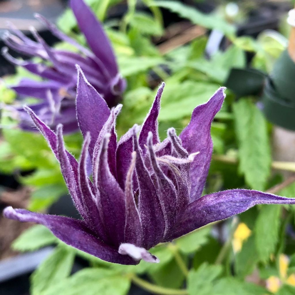 Clématite - Clematis Spiky