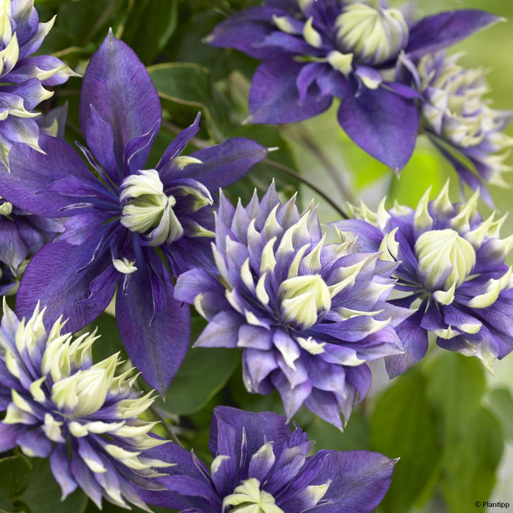 Clématite - Clematis Taiga 