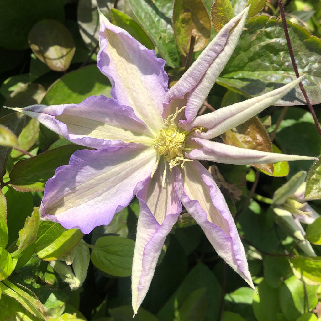 Clématite - Clematis Thyrislund