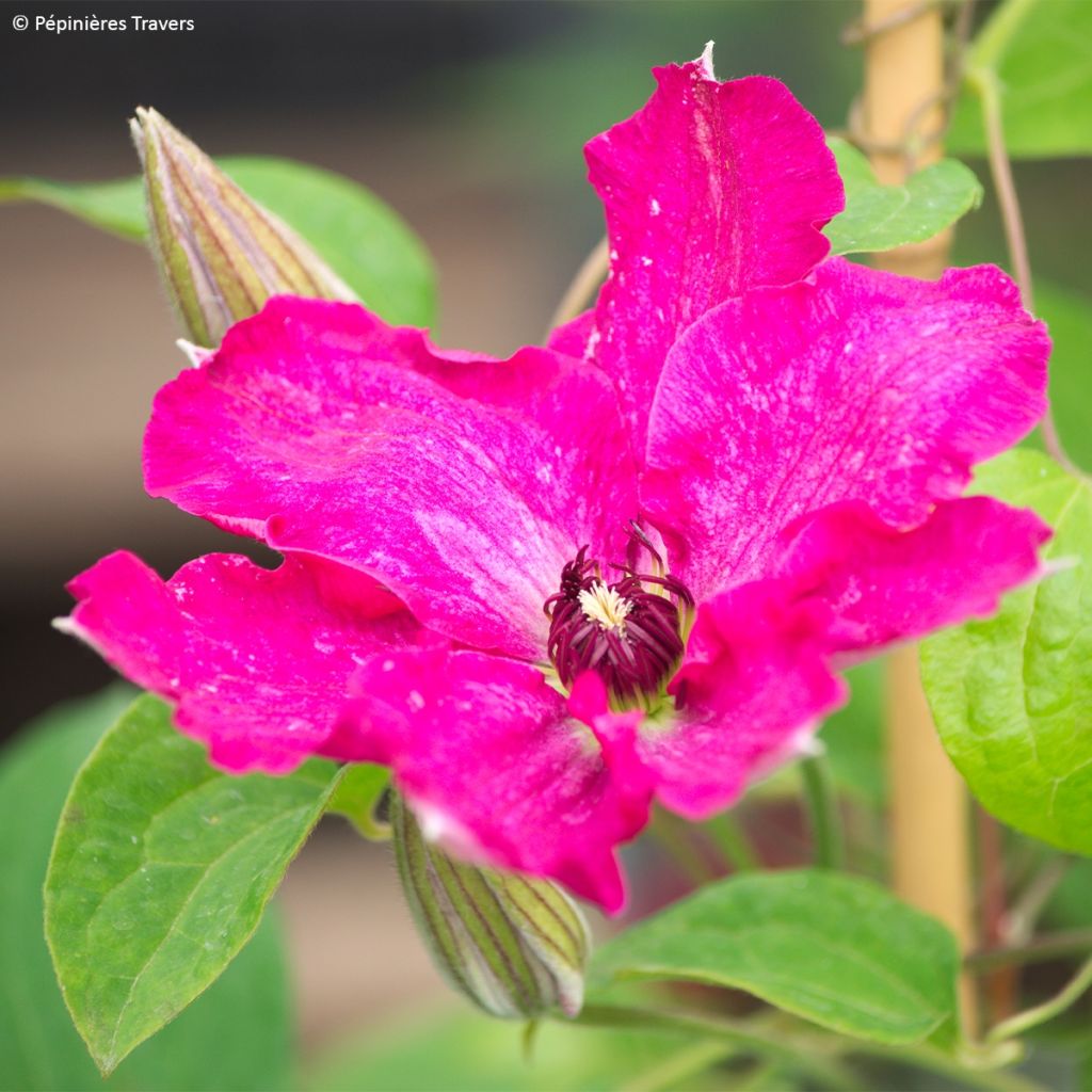 Clématite - Clematis Viva Polonia