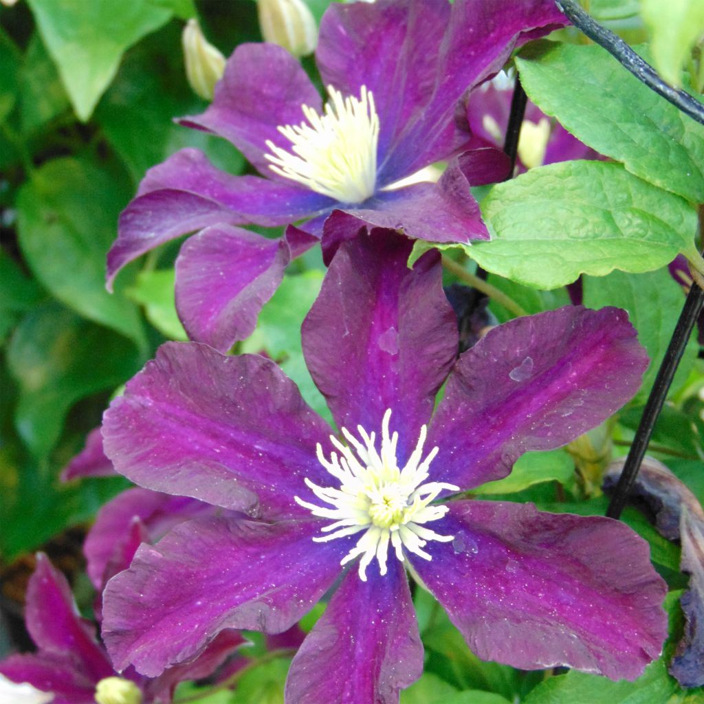 Clématite - Clematis Warszawska Nike