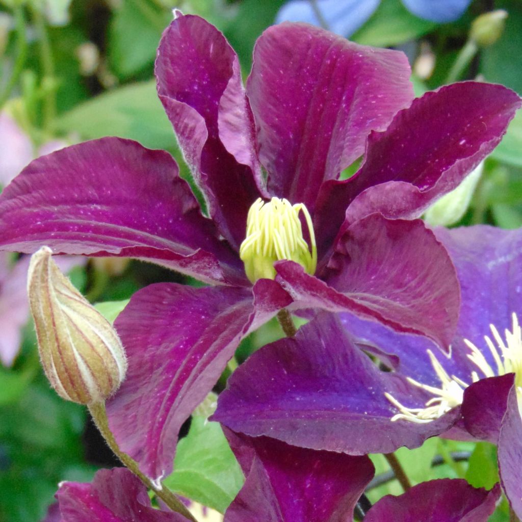 Clématite - Clematis Warszawska Nike