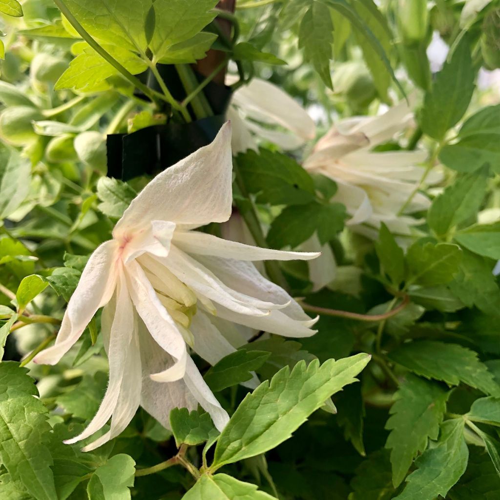 Clématite - Clematis alpina Albina Plena