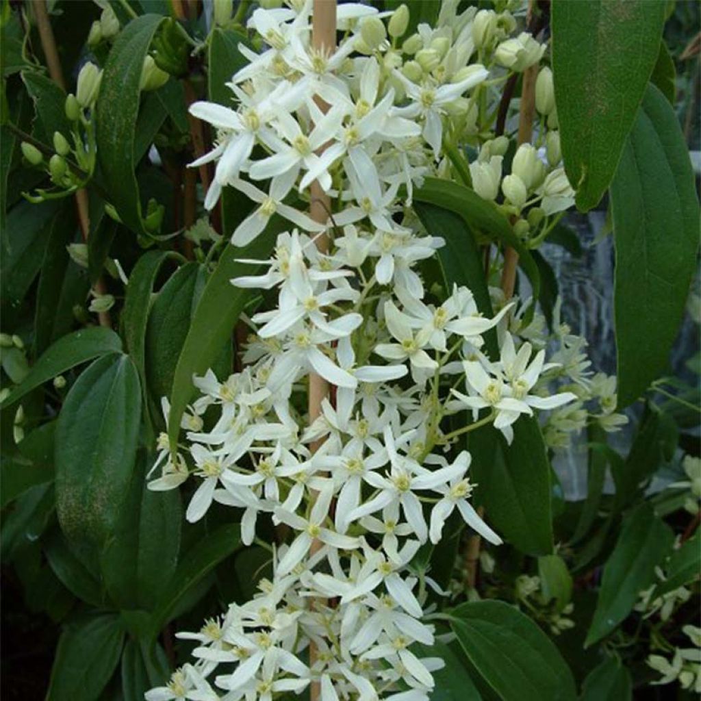 Clématite - Clematis armandii Little White Charm