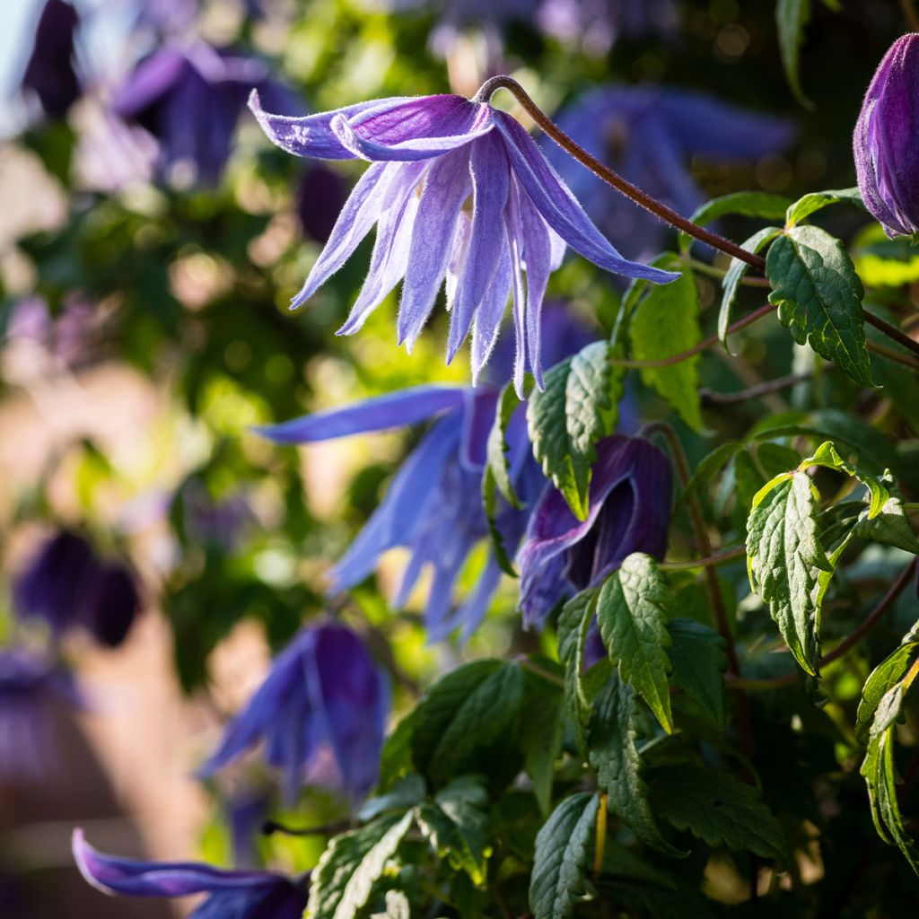 Clématite macropetala - Clematis macropetala