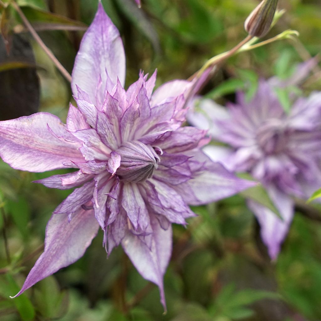 Clématite - Clematis Lady Kyoko