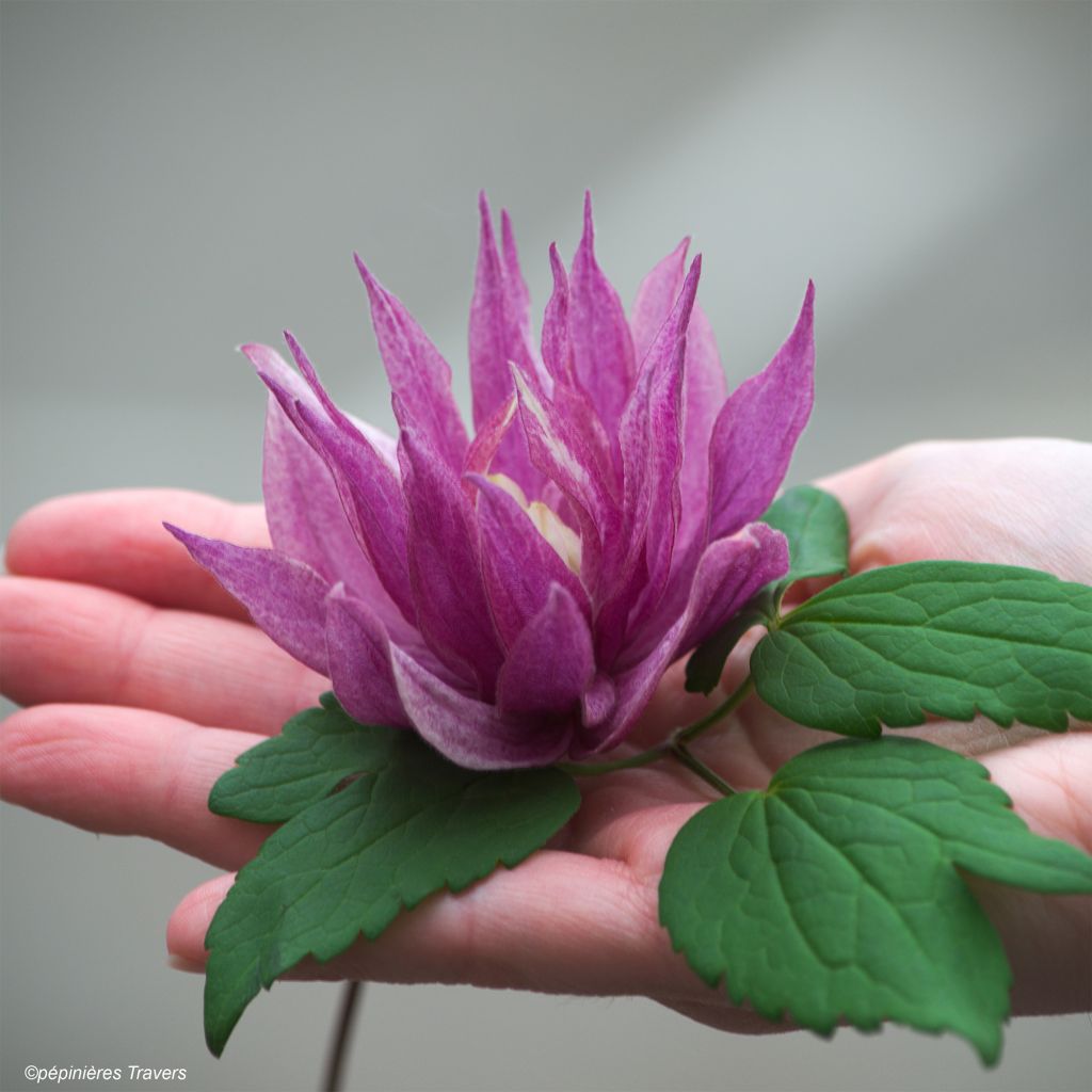 Clématite - Clematis macropetala Purple Dream