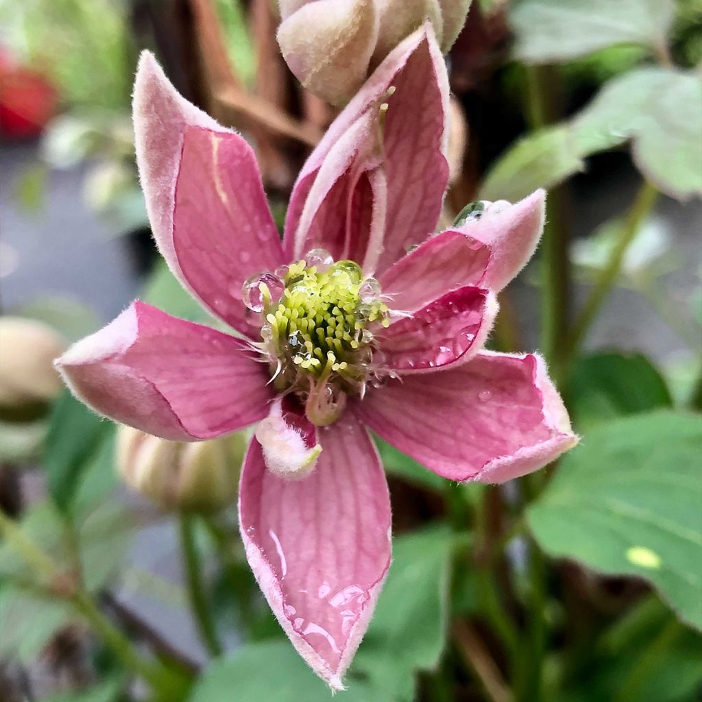 Clématite - Clematis montana Broughton Star