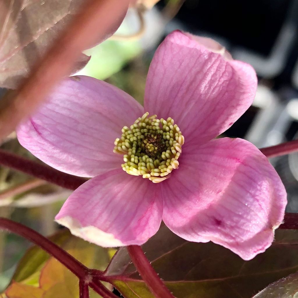 Clématite - Clematis montana Elisabeth