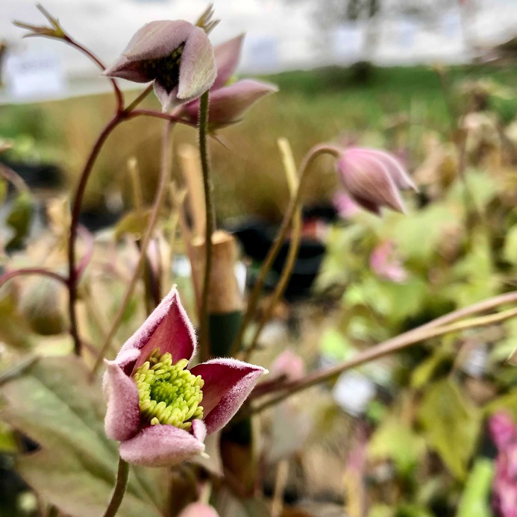 Clématite - Clematis montana Freda