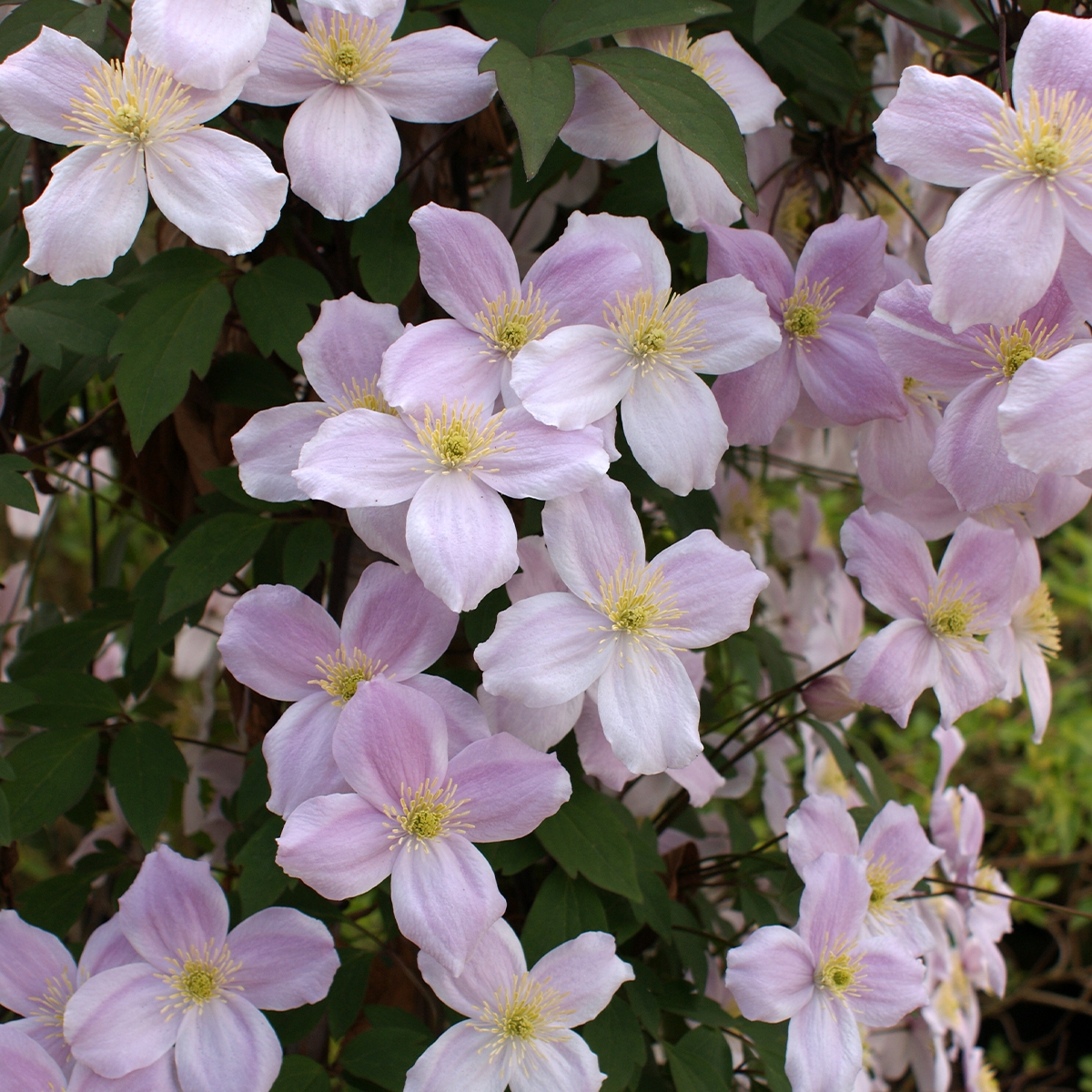 Clematis Montana Var Rubens Pink Perfection Cl matite Des Montagnes 