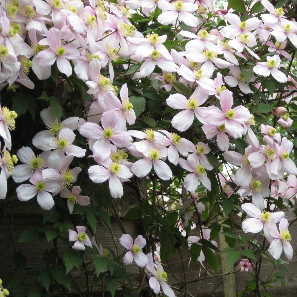 Clématite - Clematis montana Rubens