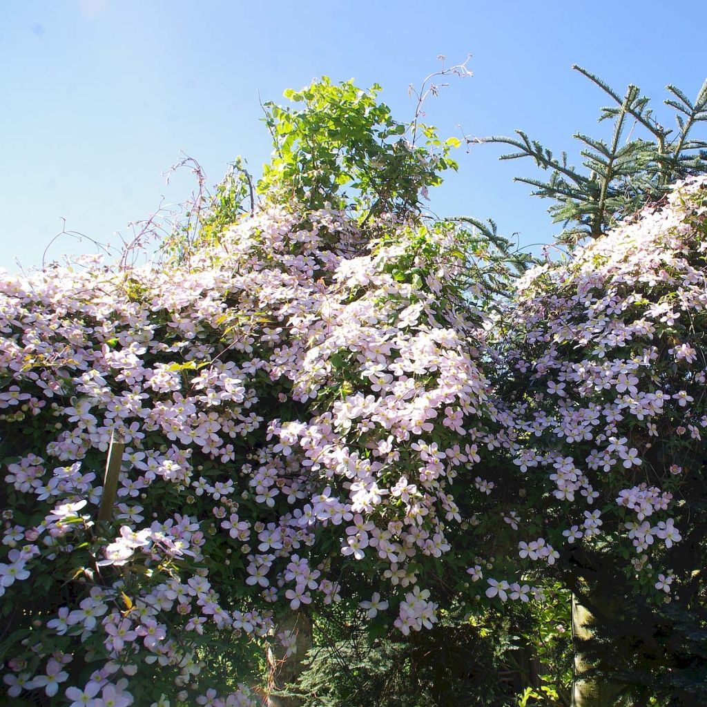 Clématite - Clematis montana Rubens