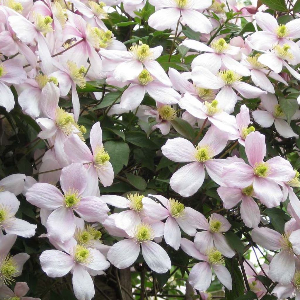 Clématite - Clematis montana Rubens