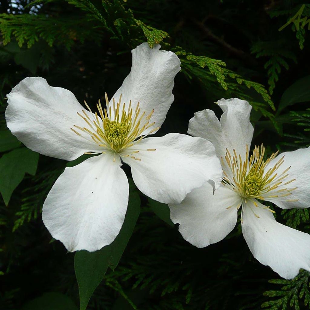 Clématite - Clematis montana Spooneri