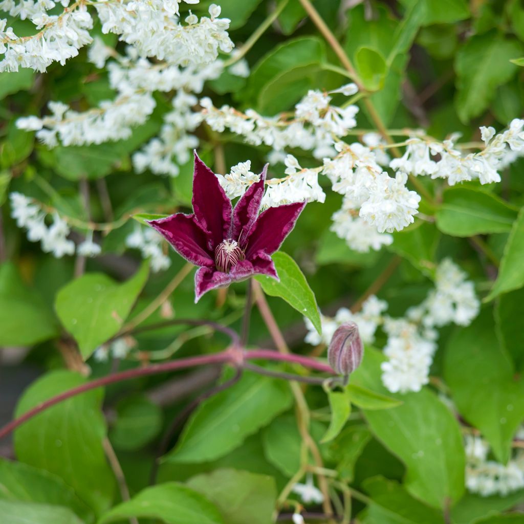 Clématite - Clematis Rouge Cardinal 