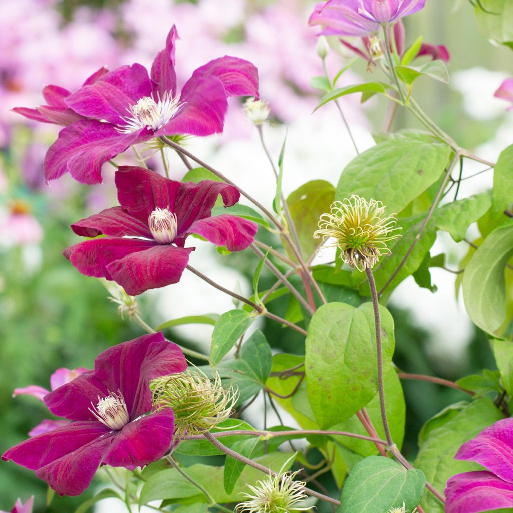 Clématite - Clematis Rouge Cardinal 