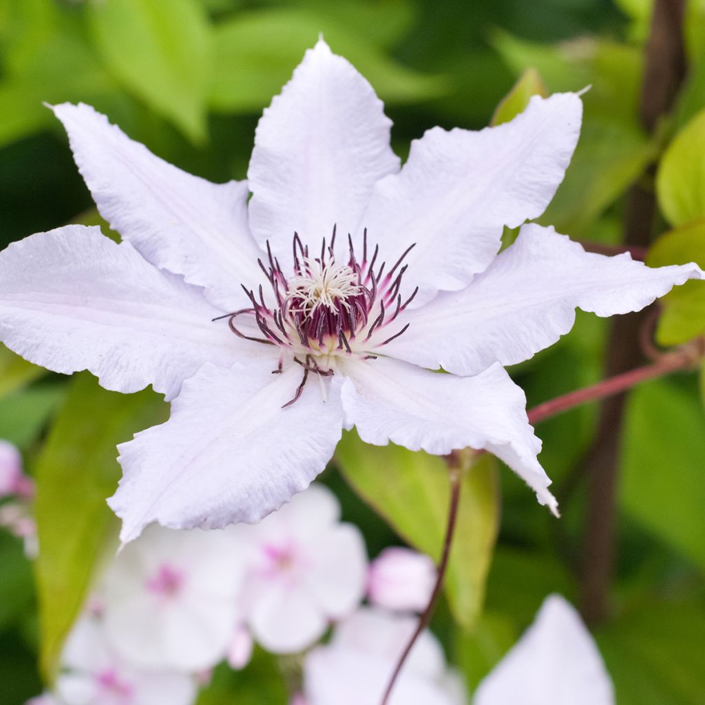 Clématite - Clematis Snow Queen