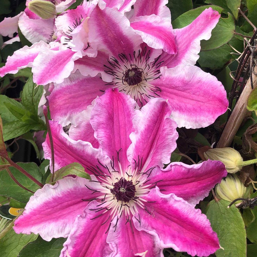 Clématite - Clematis Souvenir du Capitaine Thuilleaux