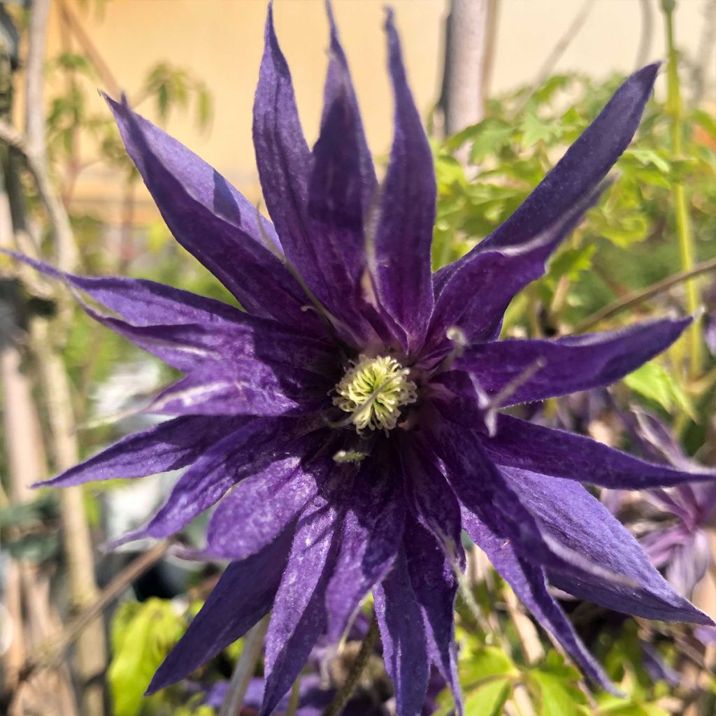 Clématite - Clematis Spiky