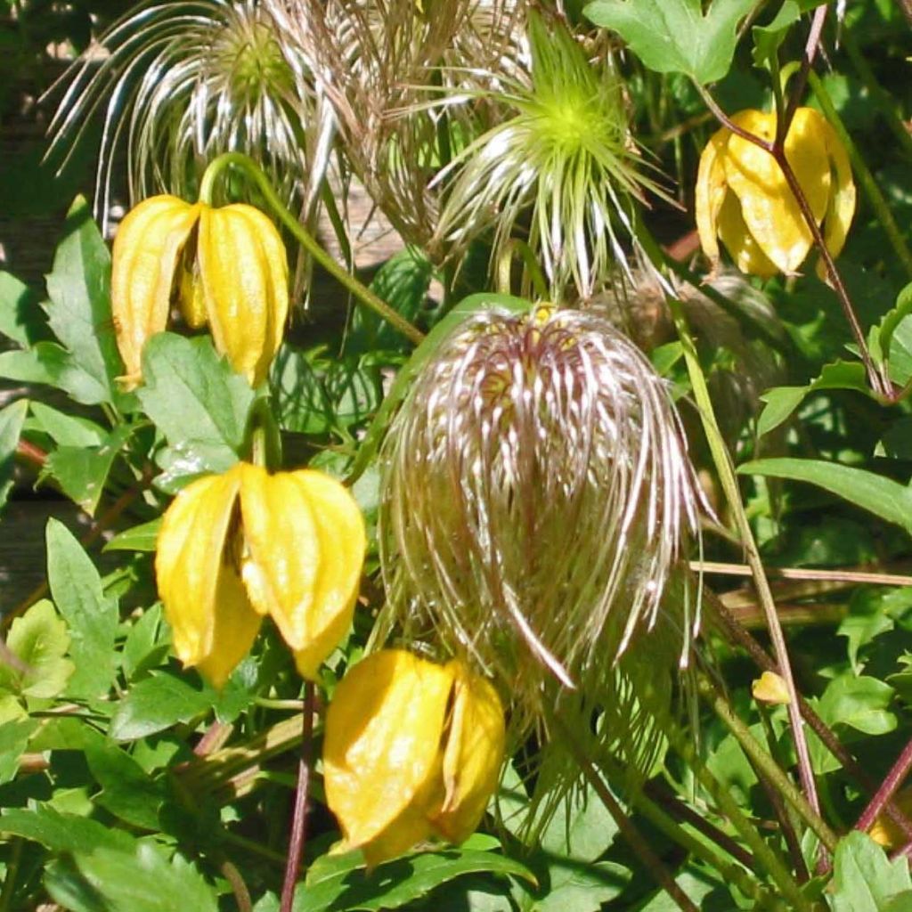 Clématite tangutica - Clematis tangutica