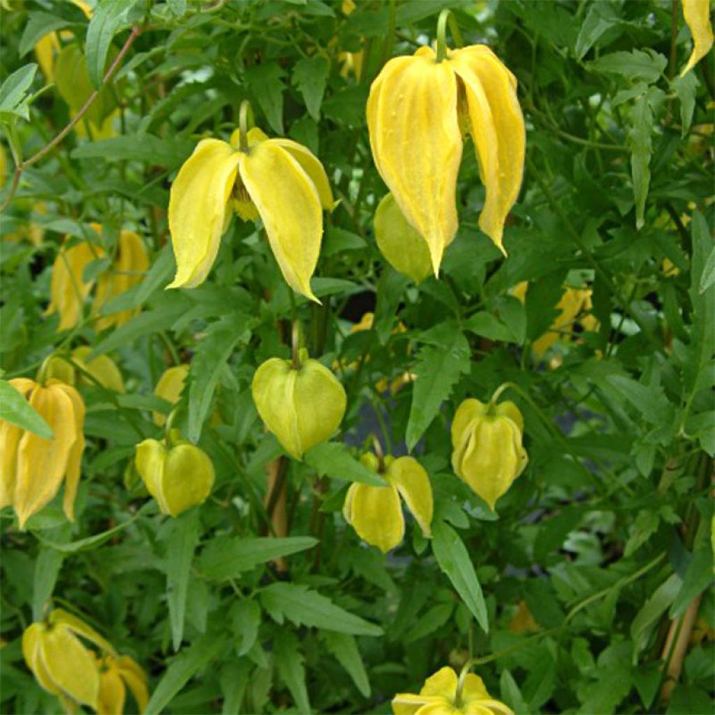 Clématite - Clematis tangutica Aureolin 