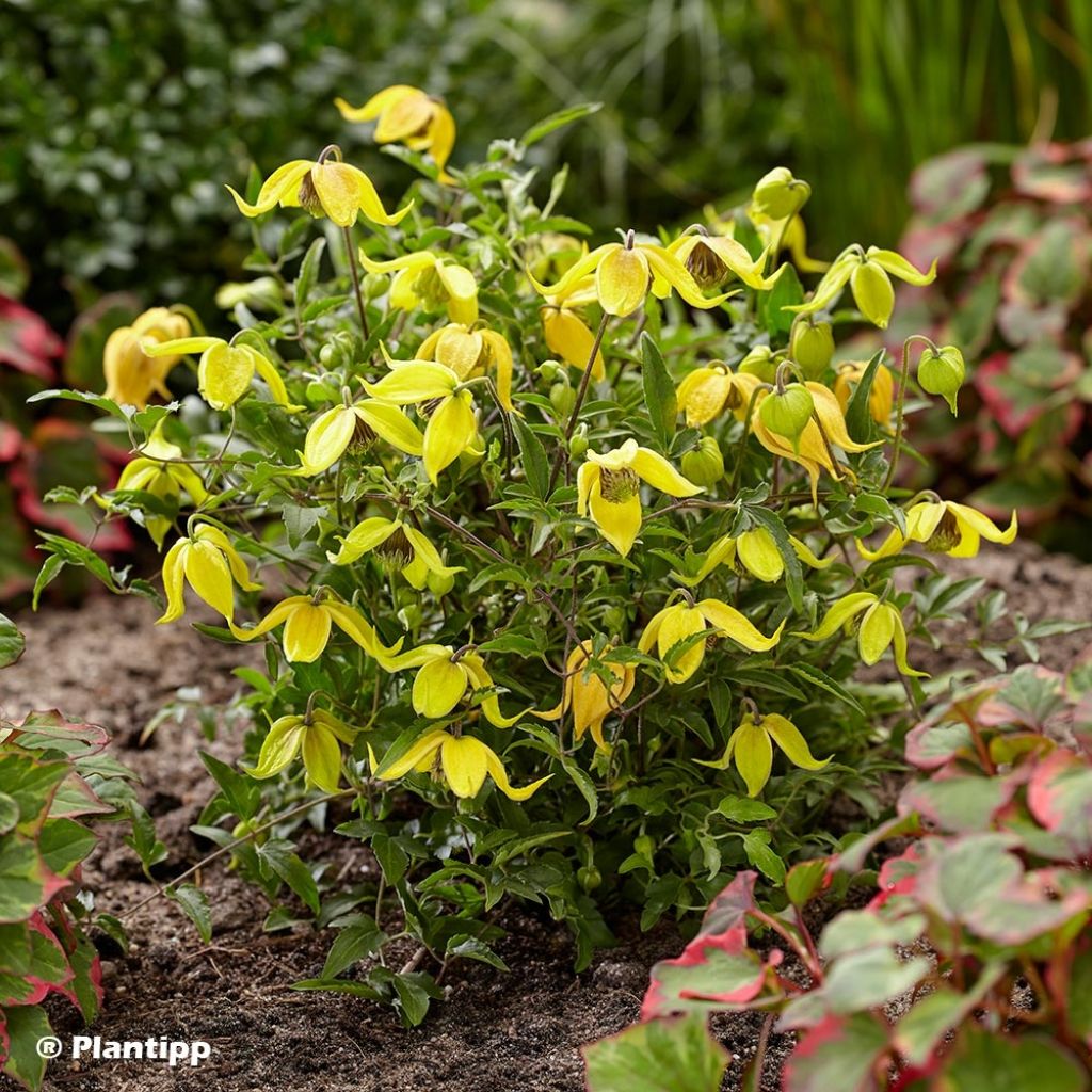 Clématite - Clematis tangutica Little Lemons