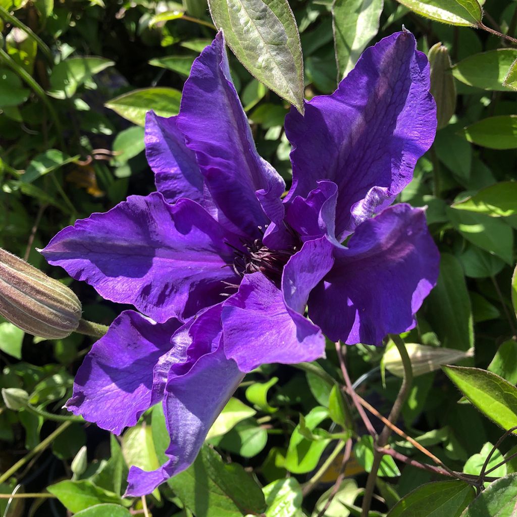 Clématite - Clematis The President