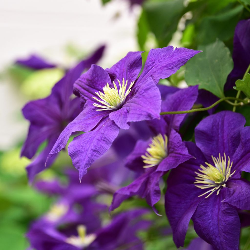 Clématite - Clematis viticella Aotearoa