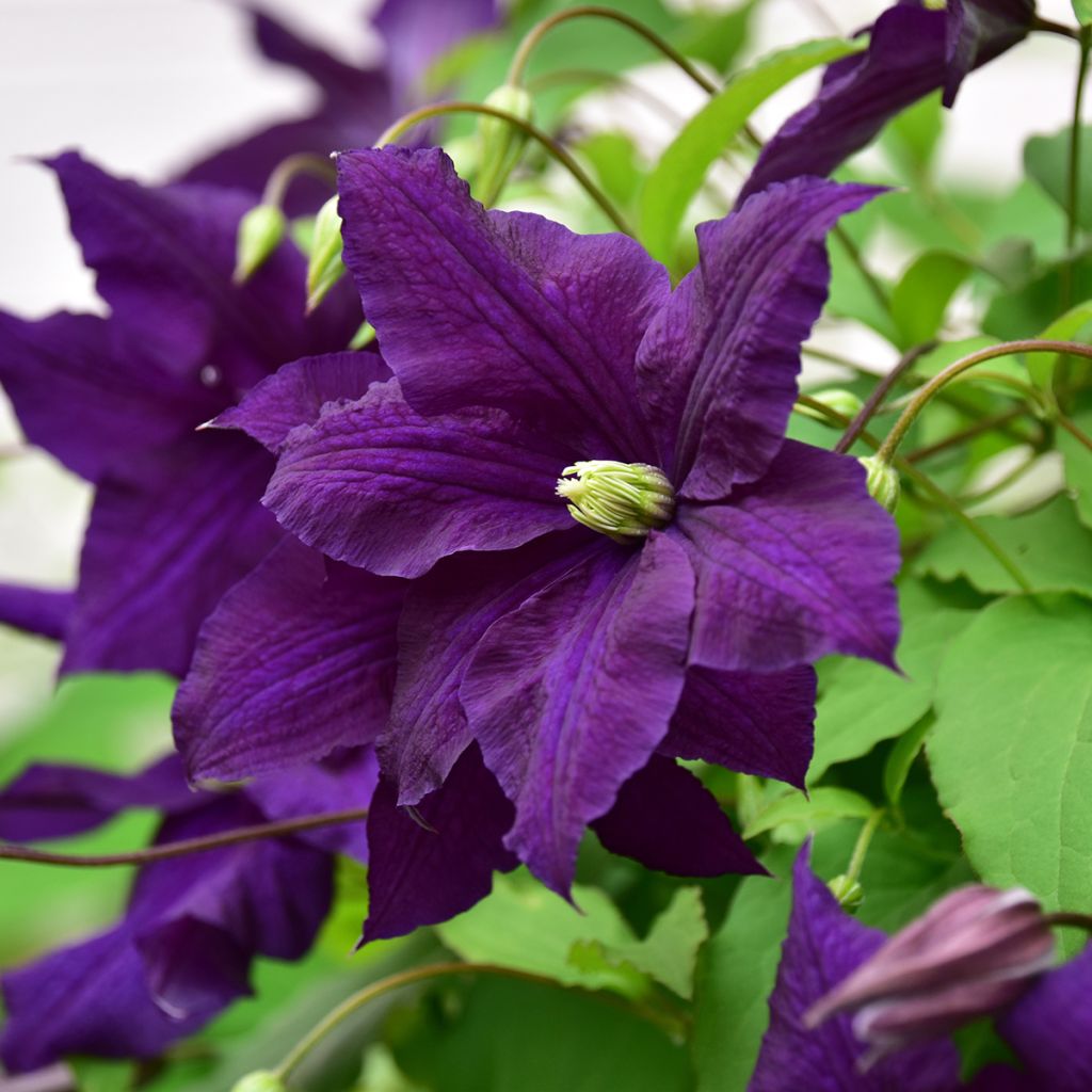 Clématite - Clematis viticella Aotearoa