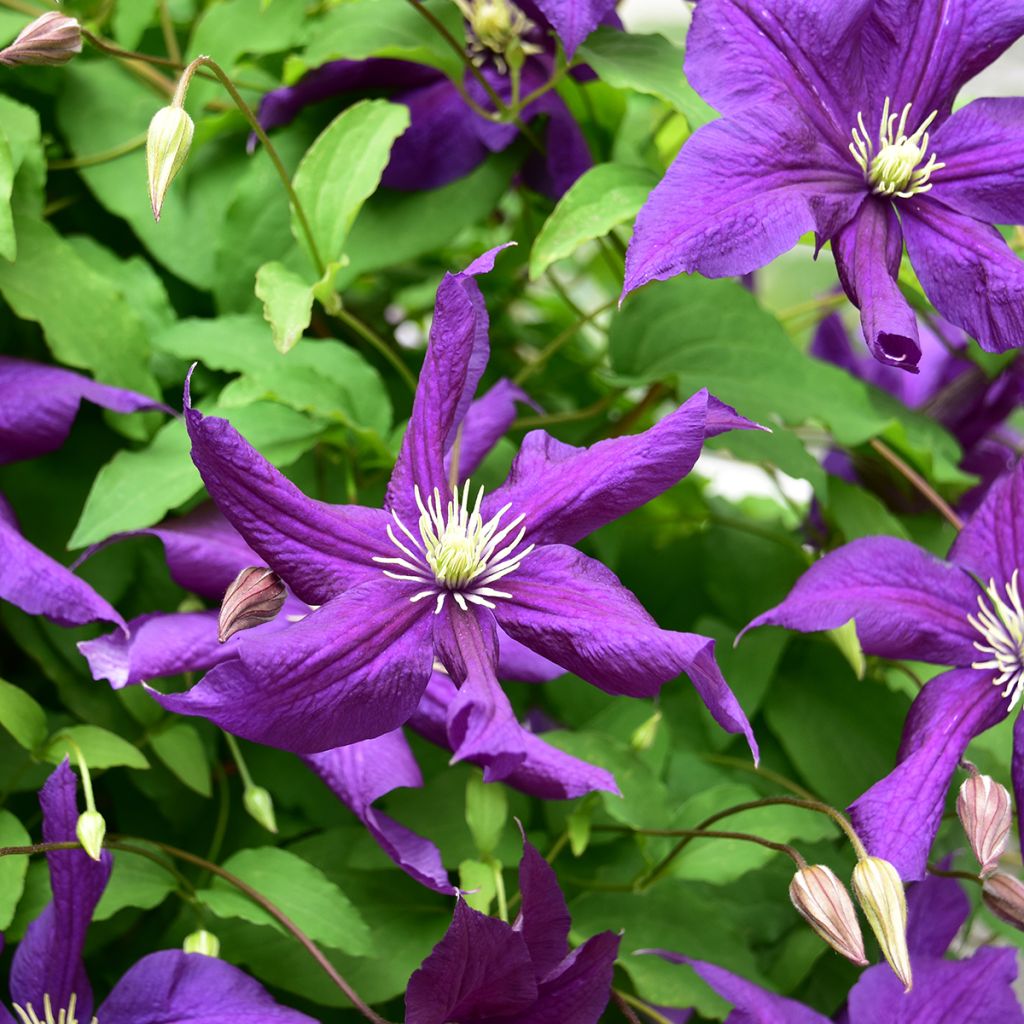 Clématite - Clematis viticella Aotearoa